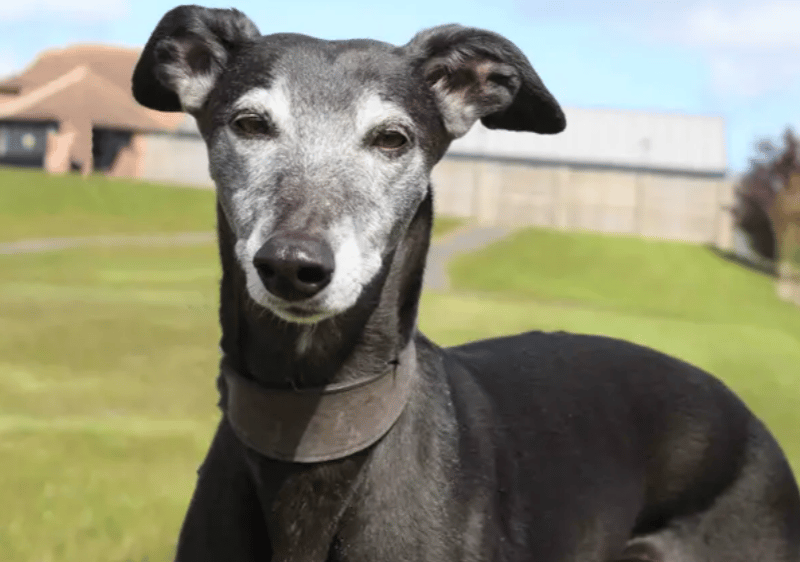 Jess is the sweetest girl who absolutely adores being by your side! She’s super snuggly and loves to curl up beside you using your legs a s a pillow. Jess is a senior girl at the grand age of 10yrs but she still enjoys her potters in peaceful areas and playtimes in the garden with soft toys – if they squeak, even better! Food is a big love of Jess’, and her super snoot can sniff out the treat jar.