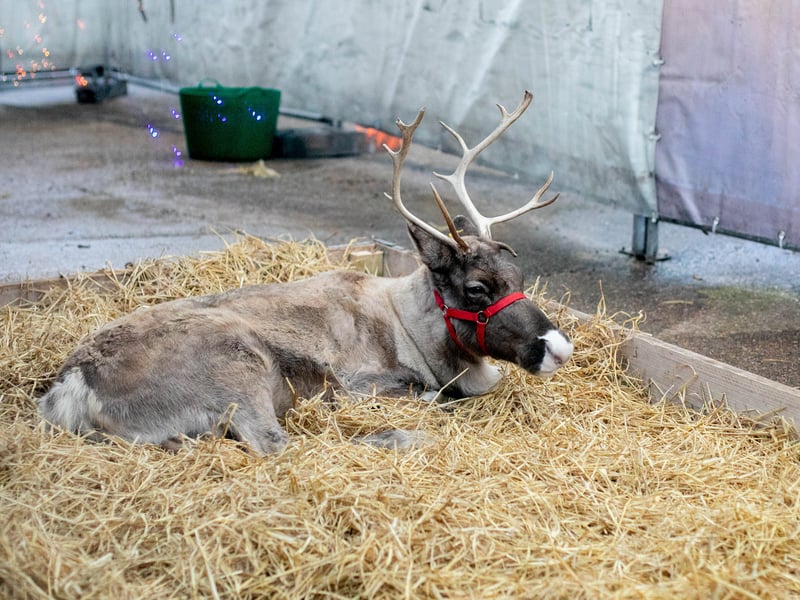 Step into Christmas at Keydell Nurseries with its fabulous festive walk complete with reindeers. 

Picture: Habibur Rahman