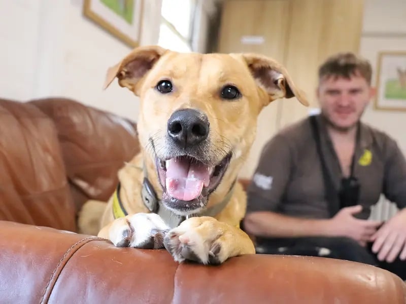 This two-year-old is bursting with potential, and despite being shy initially, once he builds a relationship with you, there is no stopping him, as he is very affectionate and loves to snuggle with his friends.
He travels well in a car so will enjoy joining his new family on outdoors adventures in peaceful places, and his favourite places to explore are beaches, woods and rivers as he does love the water! 
Nuche is looking for an adult only forever home, where he can be the only pet, giving him the time and space to settle in at his own pace.
