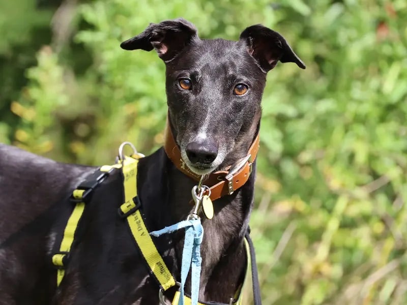 Bella is a beautiful five-year-old ex-racing Greyhound. She is a sweet, loving girl who is looking to slowly build a relationship with her humans before showing them her true character. 
Once you’re in her inner circle, you’ll see just how playful, interactive and loving she is.
Bella is looking for an adult online home where she can be the only pet, but this pooch loves to make four-legged friends when out on her walks. 
She loves a fuss from her trusted friends, and once she knows you, will come out of her shell.
