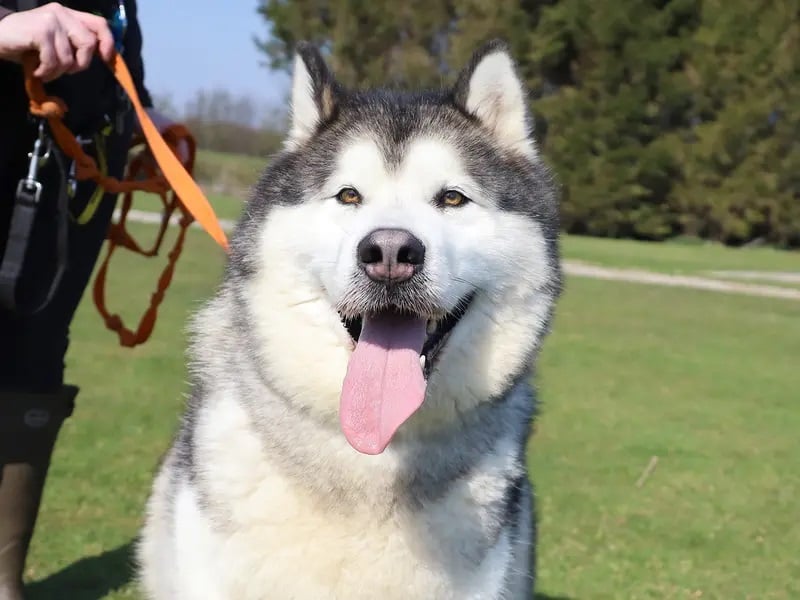 Fennel is a stunning six-year-old Alaskan Malamute, who once you get to know him will form a strong bond with you.
This large boy is a big friendly giant, who in the right adult only home will come out of his shell and show you just how affectionate he can be.
He is looking to be the only pet in the home, and is hoping that his adopters will have a space big enough on their sofa for this big, fluffy giant to snuggle up with you.