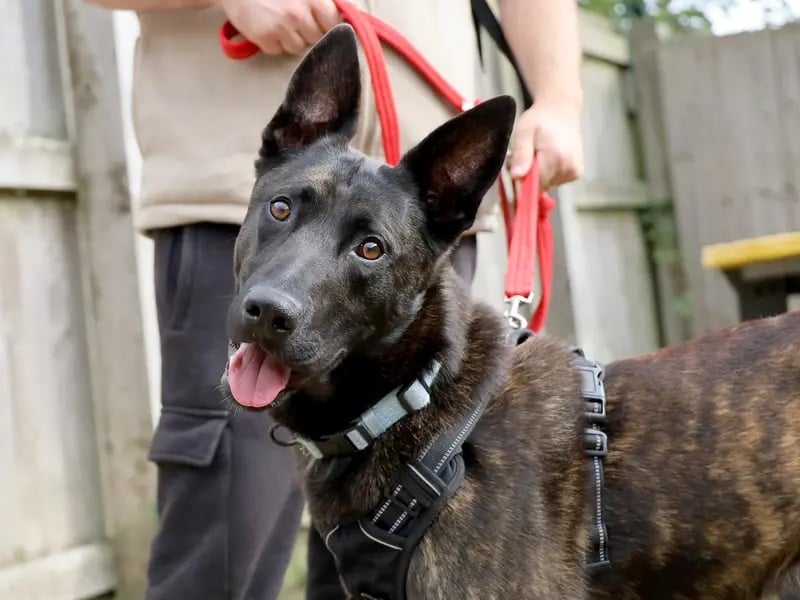 Zebee is a stunning two-year-old Dutch Shepherd who was found as a stray. Being abandoned has left him quite anxious so he's very shy initially, but with time will show you just how affectionate and loving he can be.
Once you have a relationship with Zebee you will see his more playful side come out. He loves to fetch tennis balls and really comes alive when you join in with him. 
He is looking to be the only pet in an adult-only home where he can soak up all of the attention.
