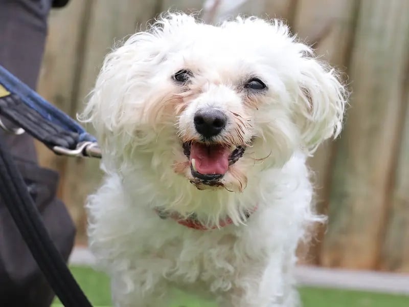 CJ is a nine-year-old Bichon Frise who was found as a stray in a terrible condition.
Thankfully, she has overcome this and is now looking for a calm and quiet retirement home to settle down in.
CJ is a sweetheart, who is so full of love and affection, and is sure to be a favourite in the home.
CJ is looking for a quiet, rural, adult-only home where she can stay away from the stress of seeing other dogs, and potter about in her own time.