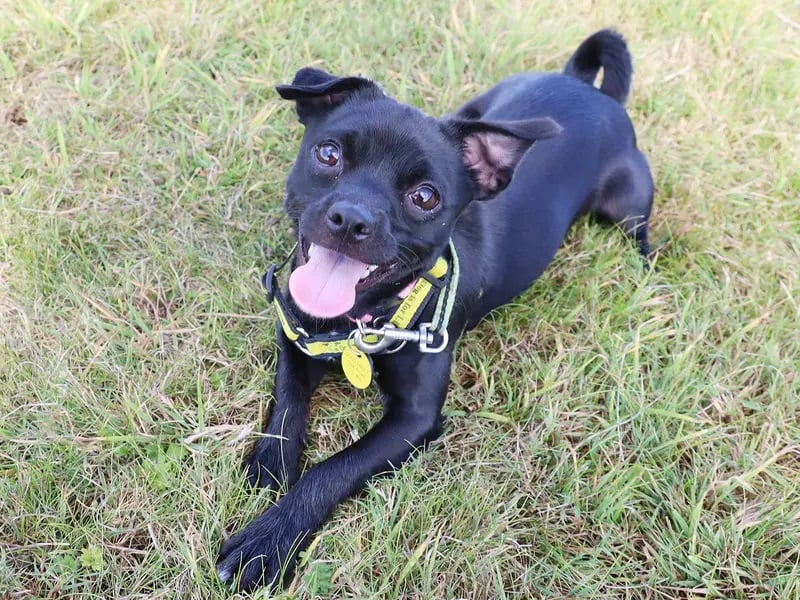 Lilo is a fabulous six-month-old Jack Russell Pug Crossbreed, who is full of personality and full of energy. 
She's a little standoffish when she first meets you, but with a few treats and a little space she soon comes round. 
Once you're in her close friends club you'll see how
playful and downright adorable she is!
Lilo is looking for a calm environment, with a predictable routine, and is hoping to find an adult only home, where she can be the only pet. If you’re looking for a fun and active little
dog, then look no further than Lilo.
