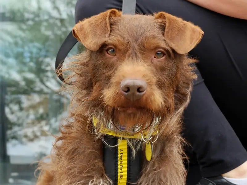 Albie is a two-year-old Patterdale Terrier who is looking for a home with someone who likes to go on lots of outdoor adventures.
This pooch loves a good walk and greets every dog he meets with a waggy tail and lots of sniffing. At home, he loves a big post walk snooze, and will happily do anything for a treat (or two).
This friendly pooch can sometimes get a little bit nervous, and is looking for a calm home where he can settle in gently. He loves to make doggy friends, but would like to be the only
pooch in the home, and he would be happy to live with secondary school aged children who can give him a little bit of space to get to know his surroundings at first.