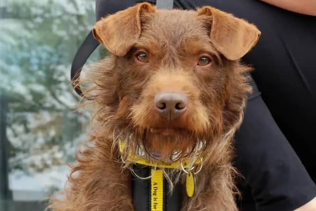 Albie is a two-year-old Patterdale Terrier who is looking for a home with someone who likes to go on lots of outdoor adventures.
This pooch loves a good walk and greets every dog he meets with a waggy tail and lots of sniffing. At home, he loves a big post walk snooze, and will happily do anything for a treat (or two).
This friendly pooch can sometimes get a little bit nervous, and is looking for a calm home where he can settle in gently. He loves to make doggy friends, but would like to be the only
pooch in the home, and he would be happy to live with secondary school aged children who can give him a little bit of space to get to know his surroundings at first.