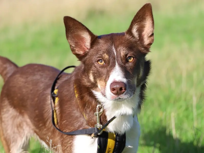 This 18-month-old pooch loves his long country walks and being social with his four-legged friends.
He is very friendly and loves a good old fuss, almost as much as he loves playing with tennis balls.
Due to his tough start to life, Bunsen is quite cautious of traffic and loud noise, so is hoping to find a calm, relaxing, rural home where he can settle in at his own pace.
This pooch would be happy to share his home with older kids who are happy to give him space to chill out when he needs it, and Bunsen would love to live with a well mannered dog who can help show him the ropes.