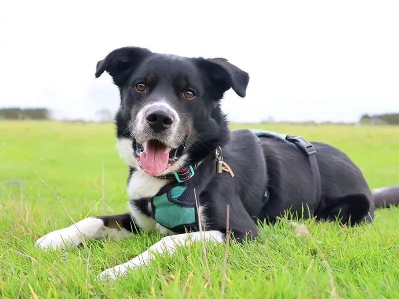 He’s a two- year-old Collie Springer Spaniel Crossbreed who just LOVES life! 
He’s full of fun, super smart and bursting with the kind of personality that will never fail to make you smile.
Originally found as a stray, Domino has come a long way with his training and proven that he’s going to be a great companion for the right home.
Domino loves his big outdoor adventures, and is looking for a calm, adult-only home where he can be the only pet and soak up all of the attention.
