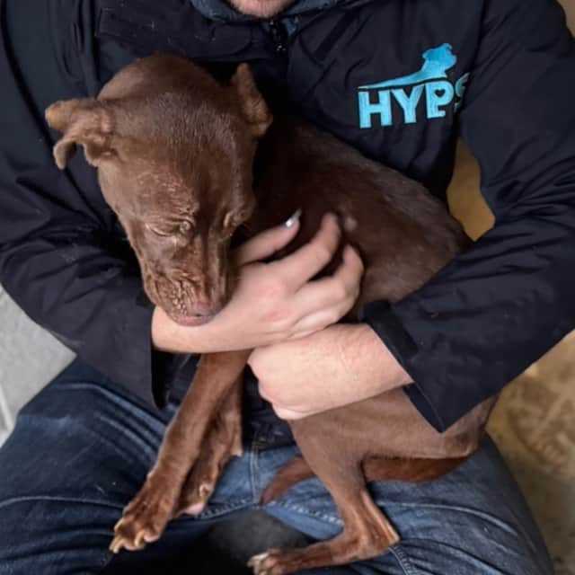 Bambi is being cared for by Helping Yorkshire Poundies