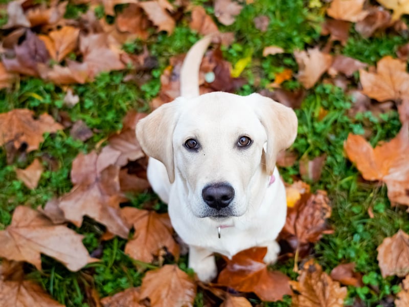 A total of 96 per cent of those polled had heard of the world's most popular dog - the Labrador Retriever. We can only presume the other four per cent of people are 'cat people'. The notoriously-friendly Lab comes in a range of colours - black, yellow, chocolate or fox coloured - and is named after the Canadian region from which it orginated.