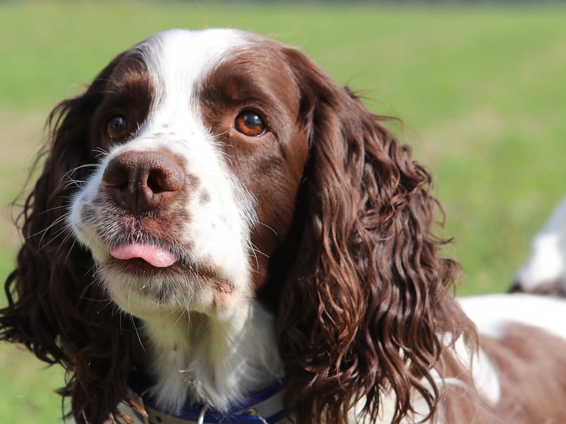 Completing our list, and the last of the breeds with 92 per cent of people having heard of them, is the English Springer Spaniel (as opposed to the slightly different Welsh Springer Spaniel). They have a near-identical lineage to the Cocker Spaniel but were bred to be slightly larger so they would be more helpful in 'springing' game birds out of hiding. They are now often used as sniffer dogs, so you don't particularly want to catch one's attention at an airport...