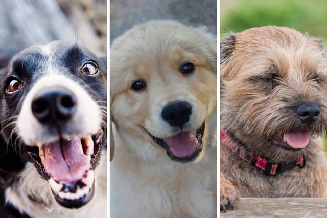 Most people could name these breeds of dog.