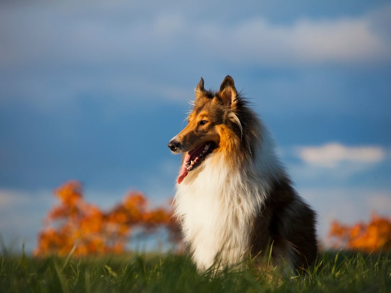 One of three dogs tied on a 92 per cent recognisability rating is the clever Collie. They were developed in Scotland and the North of England to herd sheep. When we're talking Collies, we specifically mean Rough Collies - the type of dog that television star 'Lassie' was. What's that boy? Timmy's stuck down the well?