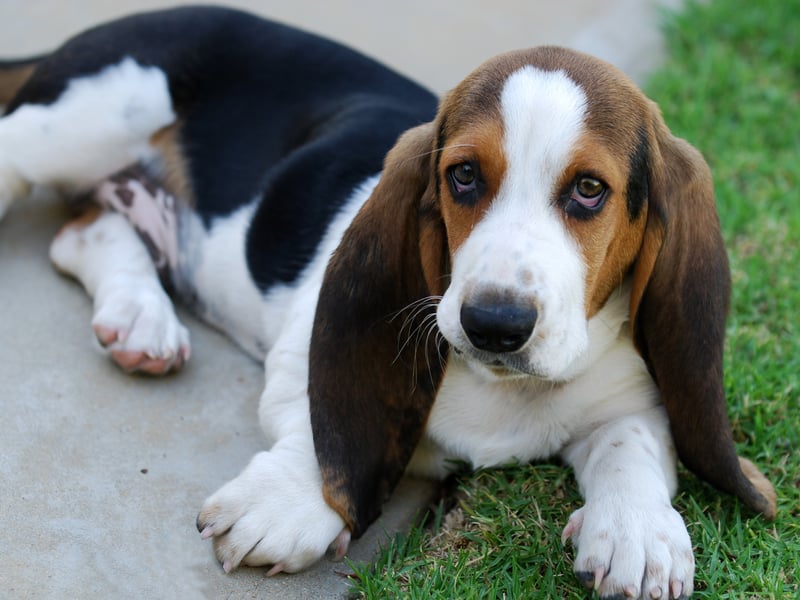 A total of 92 per cent of people surveyed had also head of the Basset Hound. First bred in Britain, it was used to hunt rabbits and hares using its remarkable sense of smell (second only to the Bloodhound).