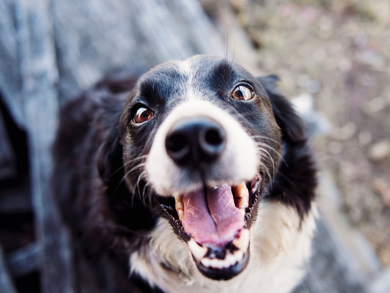 Also earning a 94 per cent recognisability rating is the Border Collie - officially the world's most intelligent dog (according to scientific research). The ultimate in herding dogs, we'd suggest many of them can happily outsmart their owners.