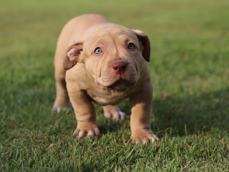 In some countries the name Pit Bull emcompasses a range of different breeds created by breeding bull dogs with terriers, but in Britain it's specifically used when talking about the American Pit Bull Terrier. It's a controversial breed due its use in illegal dog fighting but it's certainly well known - with 96 per cent of people having heard of them.