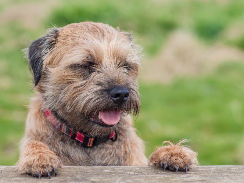 A total of 96 per cent of people had also heard of the Border Terrier. They were first bred in the area around the border of Scotland and England (hence the name) and were used to hunt foxes. These days they more commonly hunt their owner's slippers.