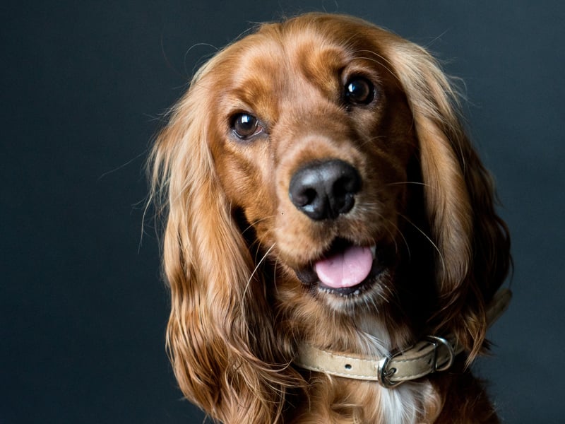 Topping the list in the YouGov polls, with 98 per cent of people having heard of it, is the delightful Cocker Spaniel. There are actually two slightly different types - the merican Cocker Spaniel and the English Cocker Spaniel. Both were named after their invaluable assistance in hunting woodcock (a type of game bird).