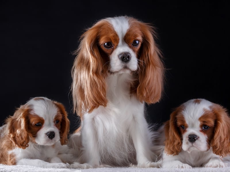93 per cent of people have heard of the big-eyed Cavalier King Charles Spaniel. These long-eared characters were bred to resemble King Charles II's spaniel of the English Civil War period. His supporters at that time were called Cavaliers and the two were combined to create the doggy name.