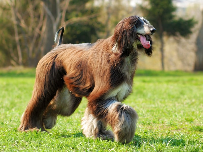 We're starting with the pups with the lowest IQs, and Stanley Coren concluded that the beautiful Afghan Hound is the least intelligent breed of dog. Of course this could be largely due to the fact they are also the most stubborn breed of dog - notorious for ignoring their owner's commands. Who's to say they don't understand every word though? Maybe they're actually really smart!