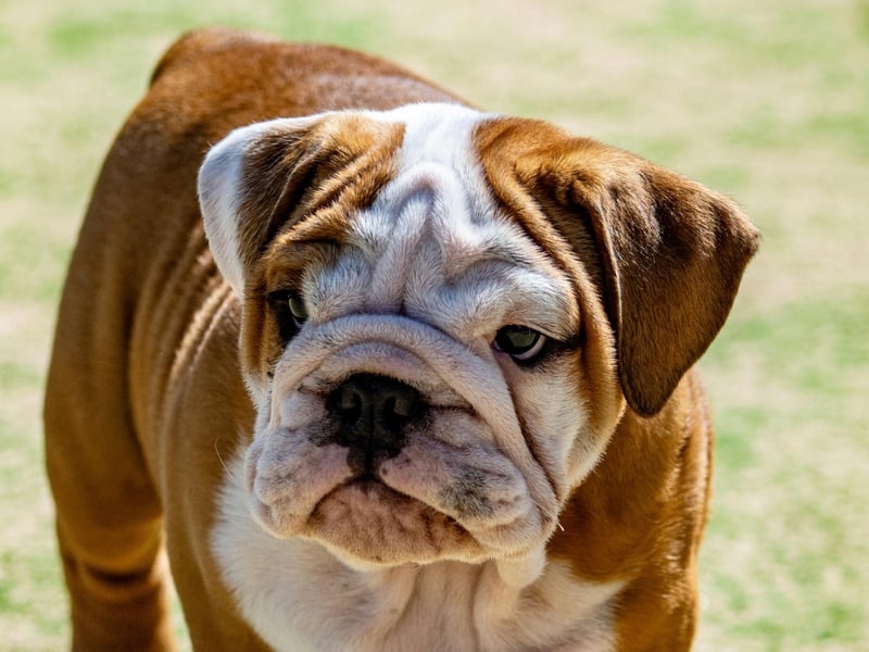 Perhaps the reason the gorgeous Bulldog appears so high on this list is that they are well known for being very lazy - preferring to curl up on the couch instead of running around being smart like a Labrador or Border Collie.