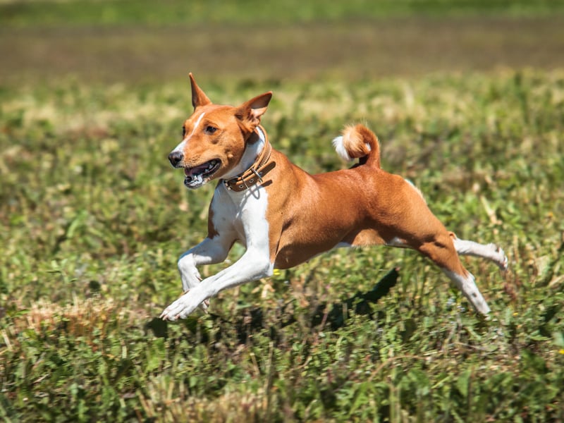 The Basenji is reputedly the world's second most stupid dog breed. Given that they are the only type of dog that don't bark, maybe we just aren't hearing all the clever things they desperately want to say.