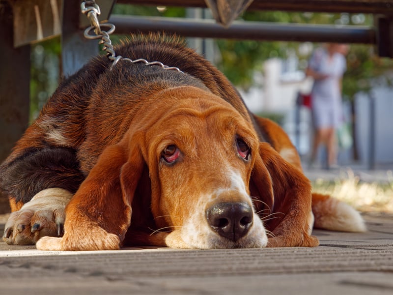 Scenthounds like the droopy Bloodhound all appear lower down the list of intelligent breeds - largely because once they pick up a scent they find it very hard to concentrate on anything else. If you're looking to find something - or somebody - though, then this is the dog for you.