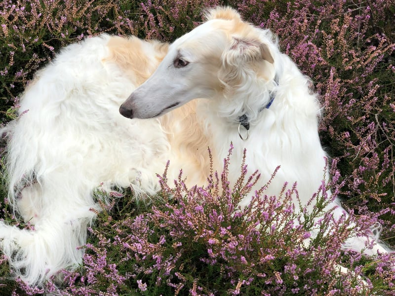 The Borzoi is a dog with a stunning coat, but a reputation of having little in the way of brains. They are also one of the cleanest breeds though, so perhaps spend so long on their own personal hygiene that they don't have much time for the daily crossword. 