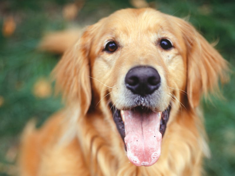 As intelligent as they are friendly (very!), Golden Retrievers are perfect as seeing dogs and search-and-rescue dogs due to their obedience, big brains and dedication to tasks.