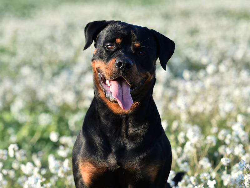 A mixture of obedience and keen instinct makes the Rottweiler the ninth most intelligent dog breed. They are also very adaptive and make great guard dogs - as well as gentle and respectful family pets. Just don't make an enemy of one - it won't end well for you.