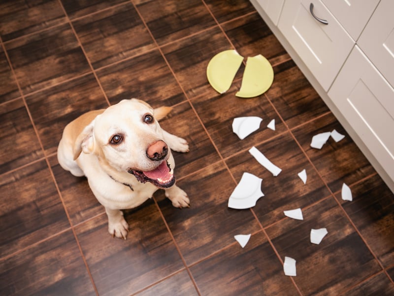 The UK's - and the world's - most popular breed of dog is no slouch in the brain department either. Commonly used as guide dogs and drug detection dogs, the Labrador Retriever's eagerness to please makes them a dream to work with. Sometimes it seems like this clever breed train themselves.