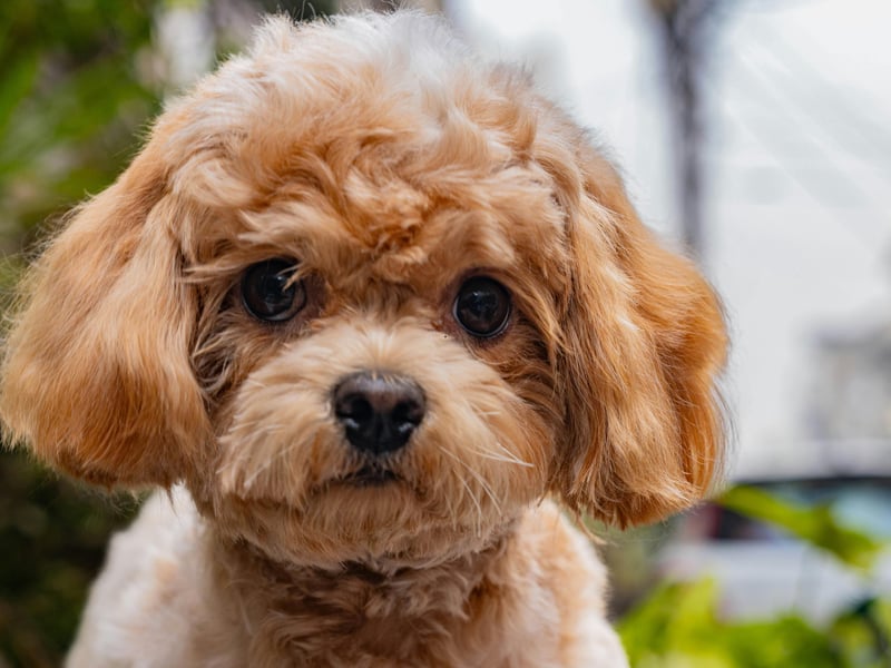 Don't let their curly hair, high-fashion looks and cute demeanor fool you - Poodles have a razor-sharp brain second only to the Border Collie. Whatever size you choose - Standard, Miniature and Toy - these furballs are hugely smart, making great service and therapy dogs. The perfect combination of brains and beauty.