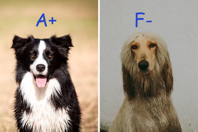 Some dogs are brighter than others.