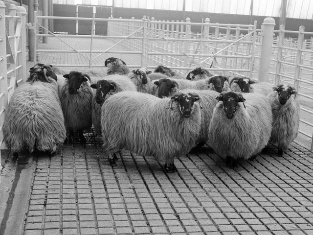 14 sheep lost at Gorgie Market were found in the garden of the Nile Grove Hotel, in Morningside, in February 1963.