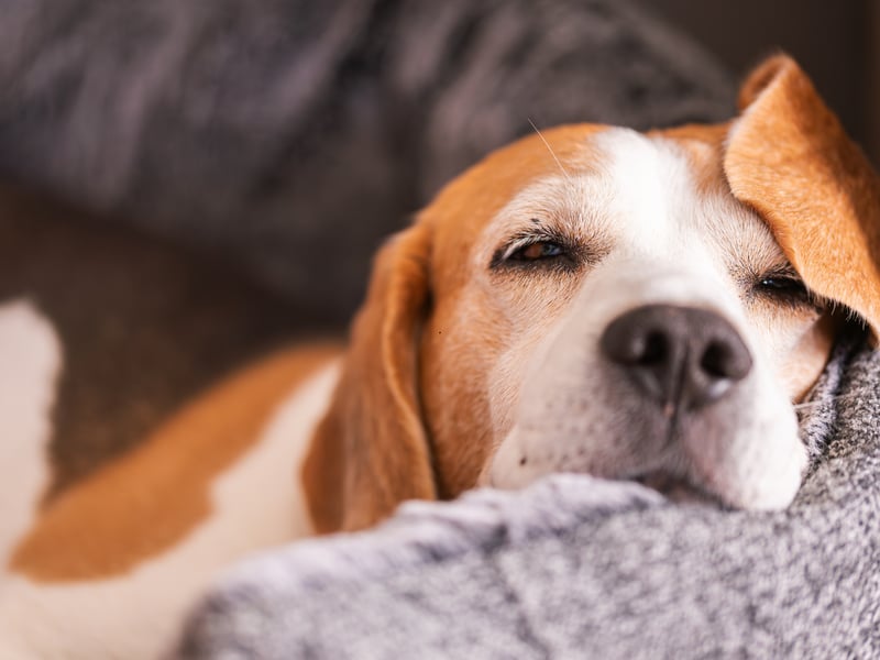 Another dog that has been bred to follow its nose - often in packs - the Beagle could more accurately be called single-minded than stupid. They are as obedient as they are clever - make sure you chose a name you like because you'll be shouting it enough.