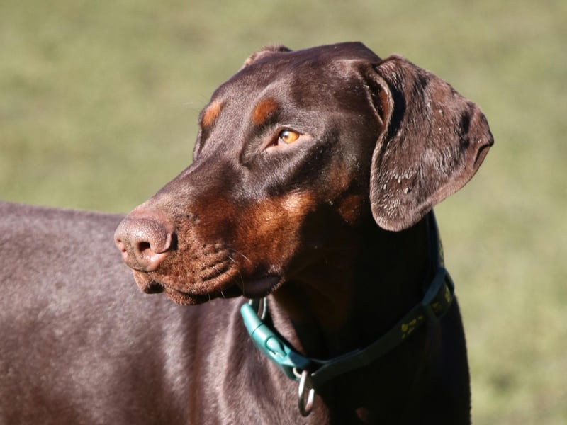 The Dobermann, or Doberman Pinscher, is the fifth smartest breed of dog in the world. They have a remarkable talent for gauging perceived threats, which makes them a great guard dog - particularly since they are also very loyal and protective towards their home and owner.