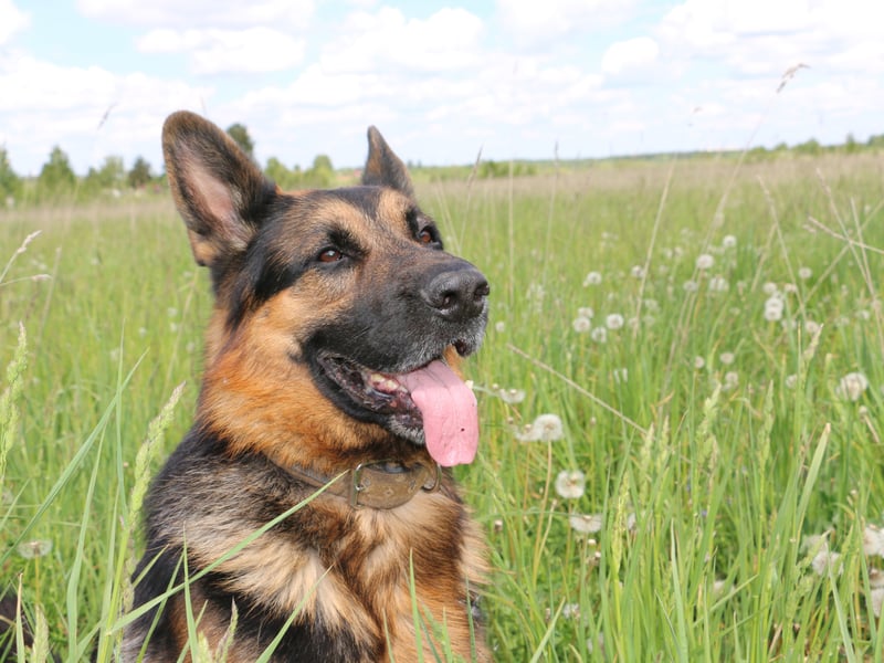 Used for everything from drug detection to sniffing out explosives - by everybody from the army to the police - the German Shepherd is another breed in the top tier of canine intelligence. These bright sparks can understanding a new command after only five repetitions and following the command at least 95 per cent of the time. The other five per cent of the time? The command is probably the wrong one.