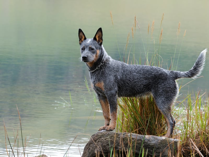 Still used today to herd animals on Outback ranches, the Australian Cattle Dog may not be a common site in Britain's parks but it has brains to spare. They respond particularly well to structured training, while also have an incredible ability to learn for themselves. They'll be running rings around you in no time.