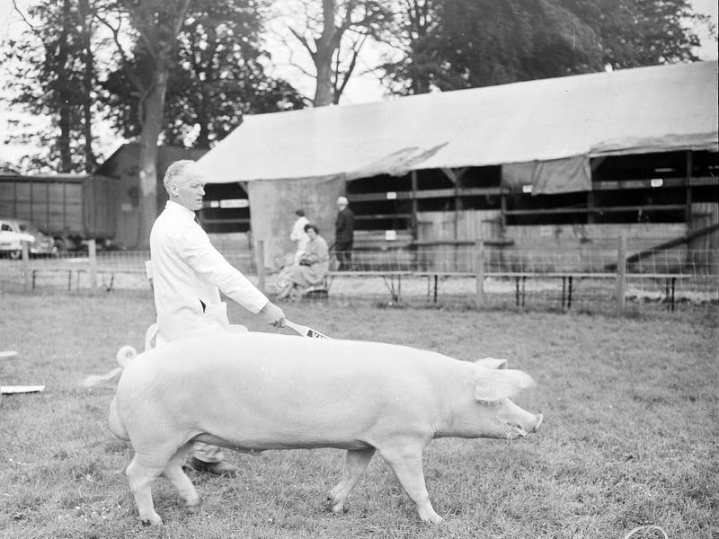 A prize pig at Aberdeen's Highland Show in June 1959.