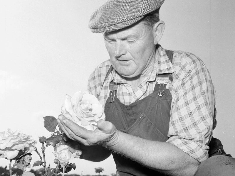 Jimmy Coutts with roses at Jason Cocker's Market Garden at Springhill, Aberdeen, in September 1959.