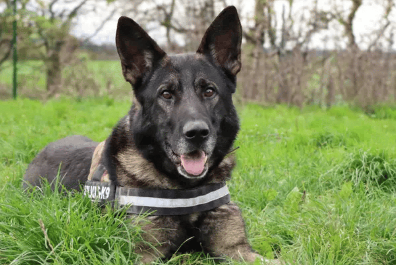 Guy is ready to find his forever family and home! He’ll thrive with adopters who are ready to embrace all the 'Shepherdy' ways, continue training and be up for plenty of fun! A home with older teens, no other pets and a quiet environment will suit Guy best.