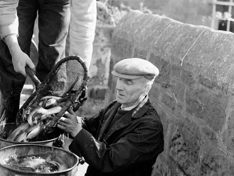 The Water of Leith being restocked with trout at Stockbridge in  March 1961.