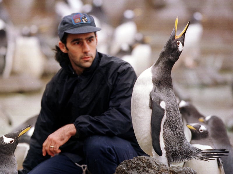 Penguin keeper Rob Thomas with the Gentoo Penguins at Edinburgh Zoo in November 1998