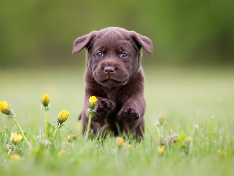 Second spot, with 82 per cent of Millennials having a positive opinion of them, goes to the notoriously-friendly Labrador Retriever - be it black, yellow, chocolate or fox coloured. Named after the Canadian region from which it orginated, the Labrador is the world's most popular dog. Look at that furry wee face. What were the other 18 per cent thinking?
