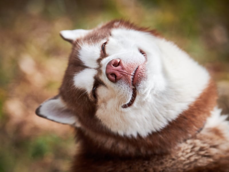 It turns out that Millennials love a Husky - the Siberian Husky also makes the list with a 70 per cent approval rating. They were bred by the Chukchi, Koryak, Yukaghir and Kamchadal people of Siberia for sled pulling and companionship.