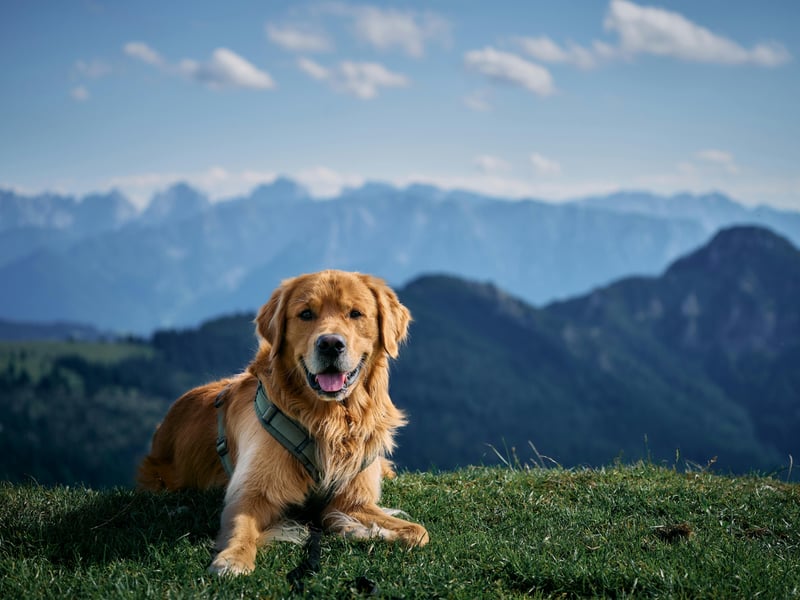 Britain's most-loved dog breed with Millennials, with a huge 87 per cent popularity rating, is the gregarious Golden Retriever. They were first bred in Scotland in the nineteenth century by Sir Dudley Marjoribanks by crossing Flat-coated Retrievers with Tweed Water Spaniels. If you have a pedigree Golden Retriever then its ancestry can be traced back to Sir Dudley's dogs!
