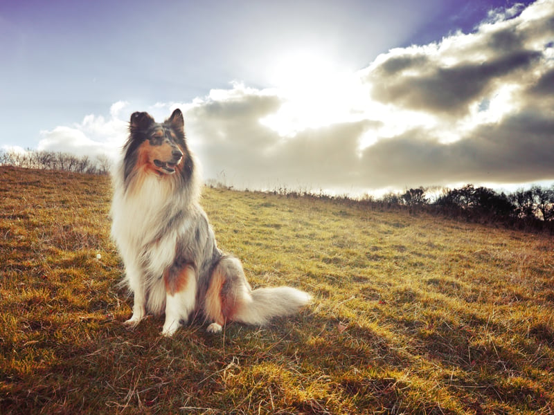 Fourth spot goes to the clever Collie, with a 73 per cent popularity rating with Millennials. They were developed in Scotland and the North of England to herd sheep. When we're talking Collies, we specifically mean Rough Collies - the type of dog that television star 'Lassie' was. What's that boy? Timmy's stuck down the well? 