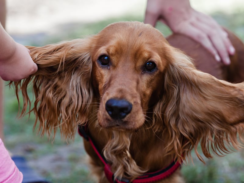 Eighth spot, according to YouGov polls, goes to the delightful Cocker Spaniel. There are actually two slightly different types - the merican Cocker Spaniel and the English Cocker Spaniel. Both were named after their invaluable assistance in hunting woodcock (a type of game bird). It earns a popularity rating of 64 per cent with Millennials.