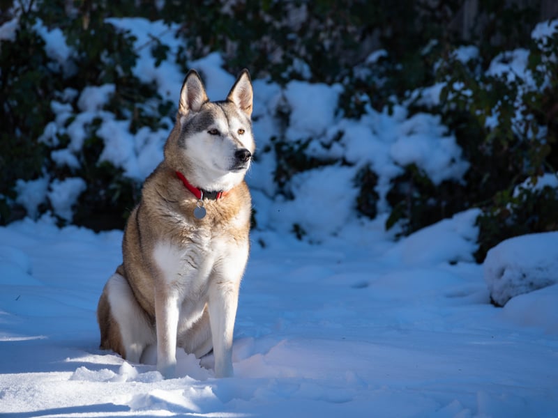 The top five most popular dog breeds with Millennials, with 72 per cent of them fans, is the indefatigable Alaskan Husky, capable of pulling sleds laden with people and supplies across miles of frozen tundra. It's worth noting though, that this is a breed that can be strong-willed so are only really suitable for experienced dog owners. 