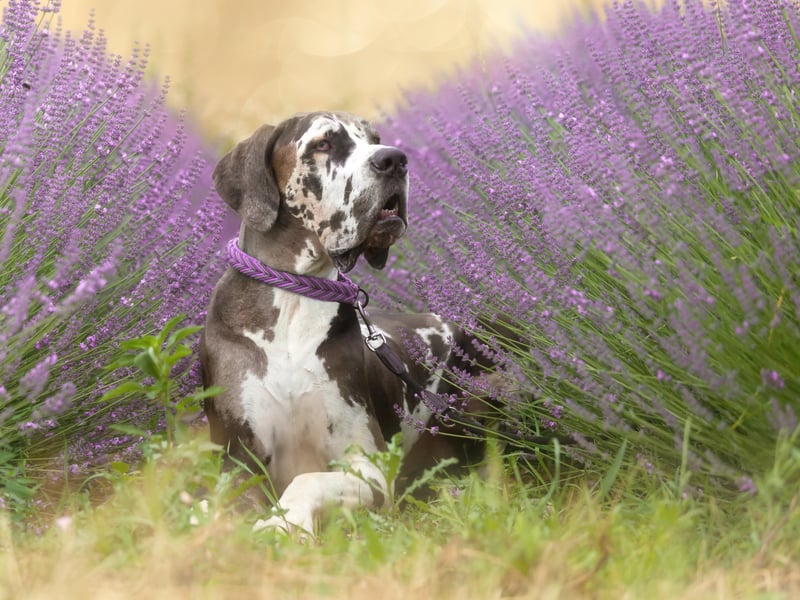 A total of 62 per cent of Millennials love the Great Dane. Along with the Irish Wolfhound, it's one of the two largest breeds of dog in the world. The German breed was originally used to hunt bears, wild boar, and deer. 